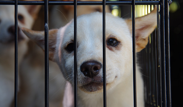 animal_殺処分対象の犬
