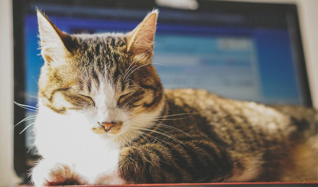 animal_幸せそうな猫